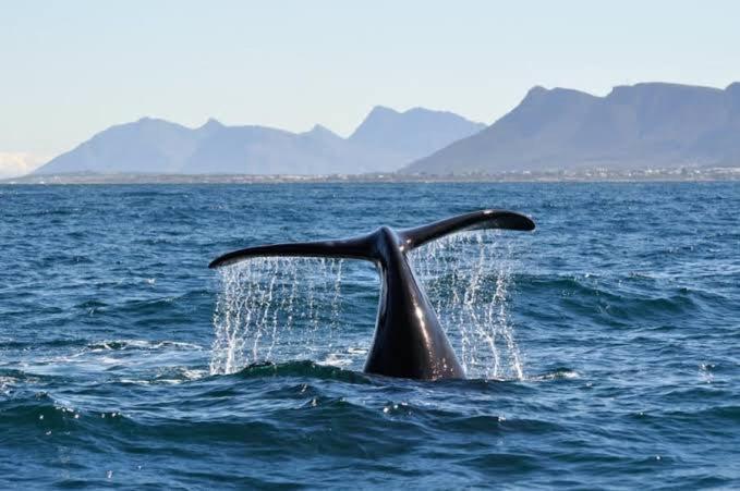 Central Mountain View Apartment, Hermanus Waterfront 외부 사진